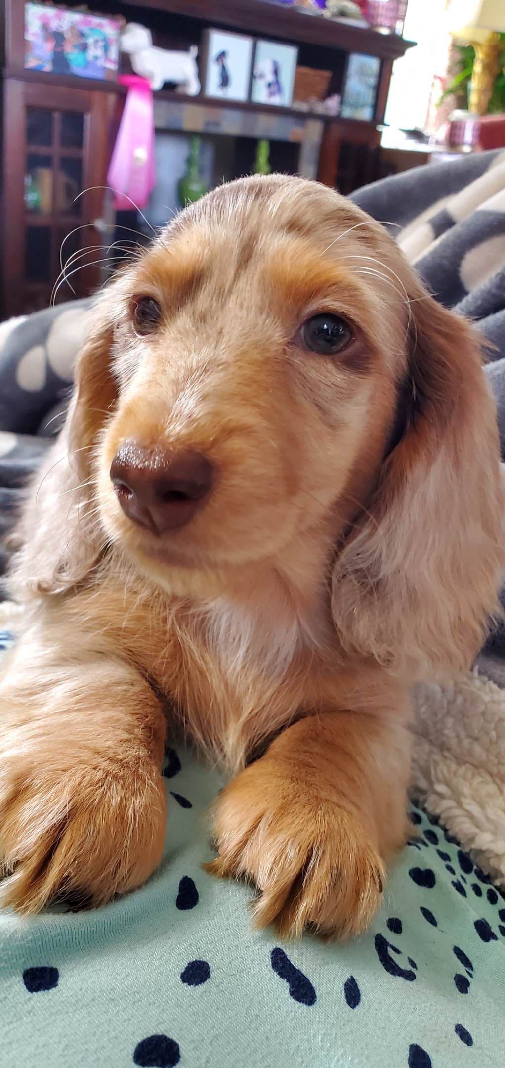 Dachshund Puppies breeder image 12