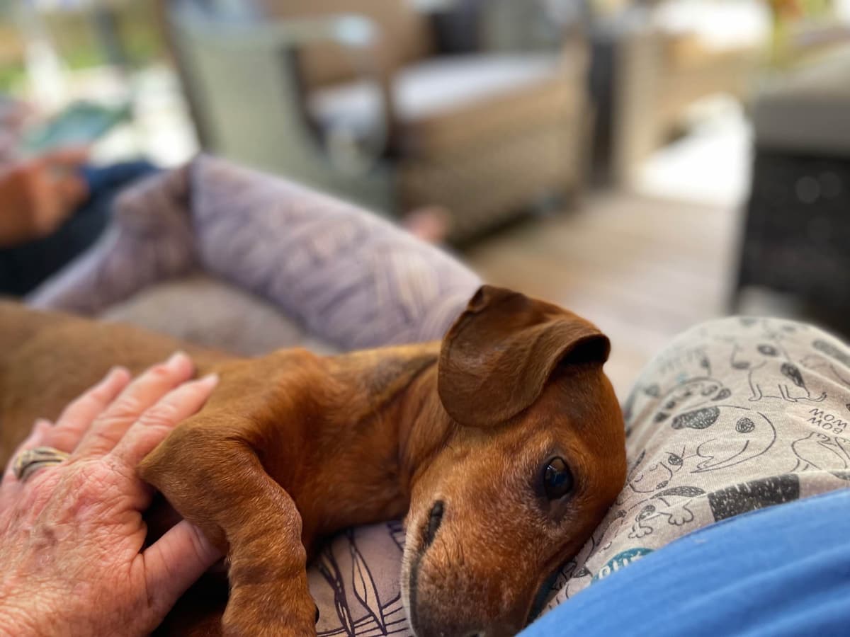 Dachshund Puppies breeder image 13