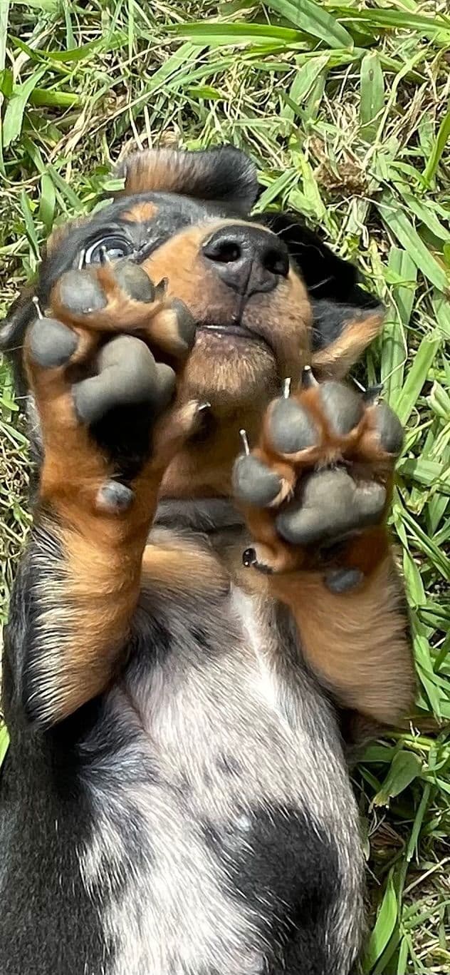 Dachshund Puppies breeder image 14