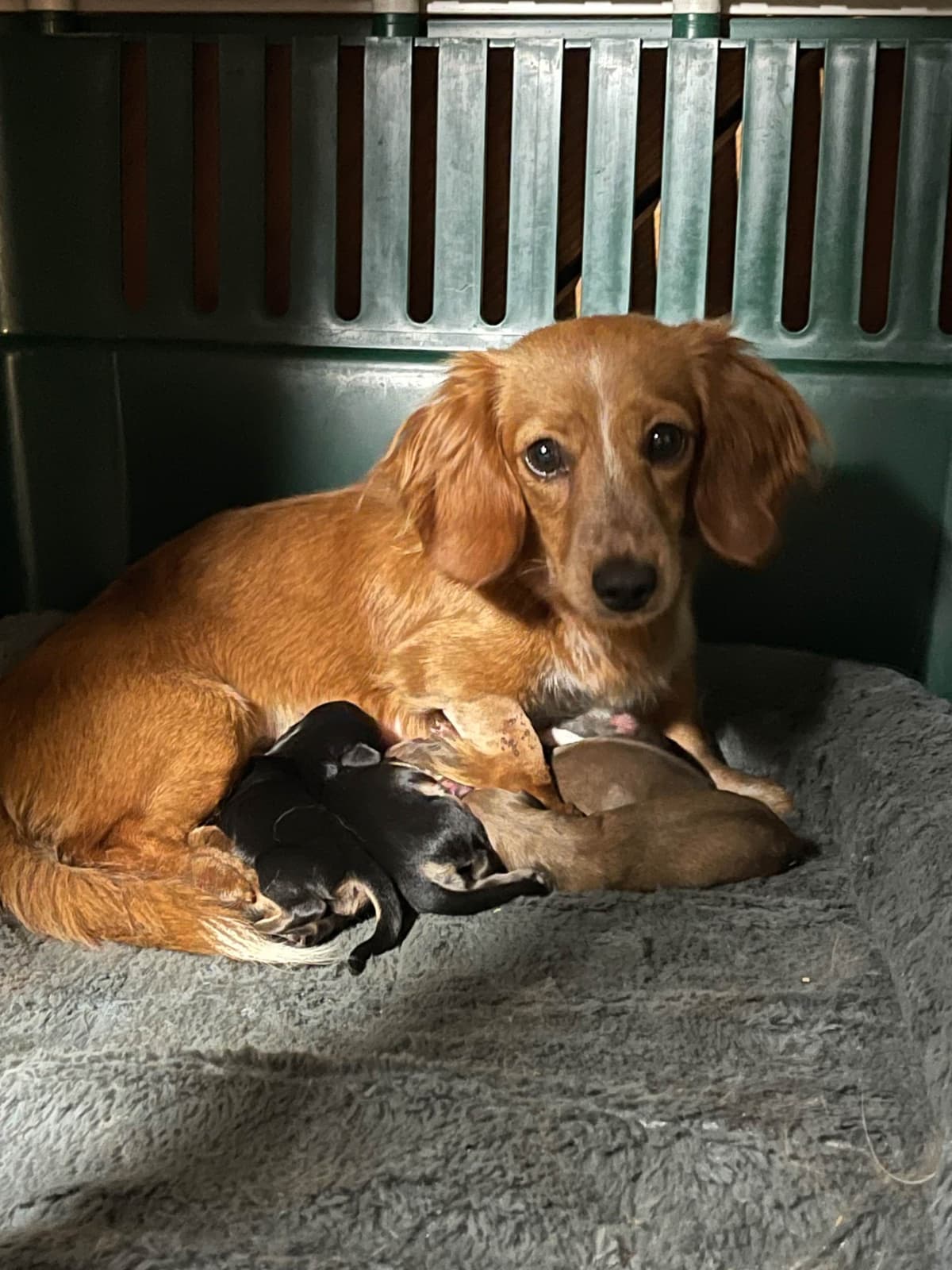 Dachshund Puppies breeder image 15