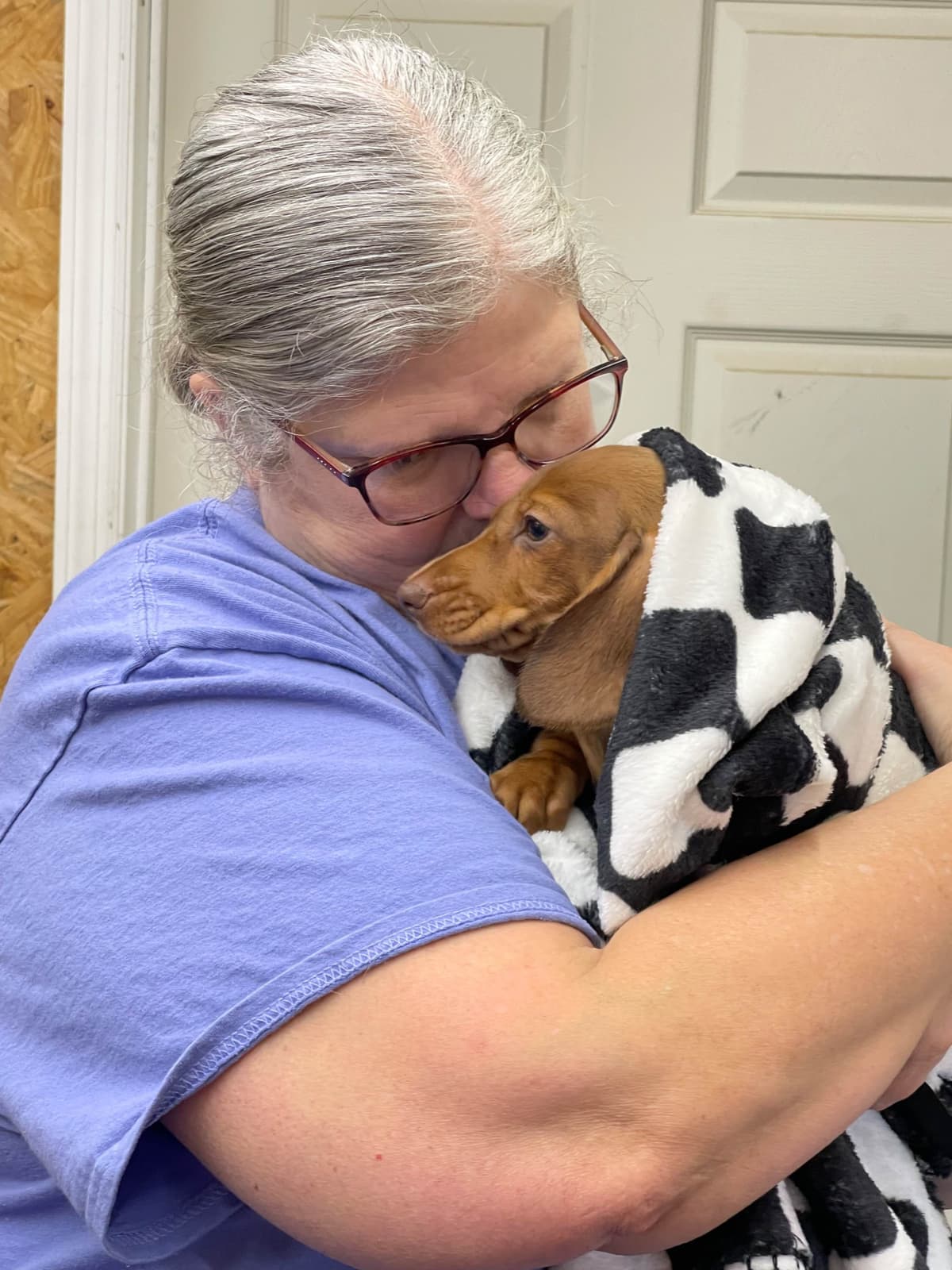 Dachshund Puppies breeder image 16