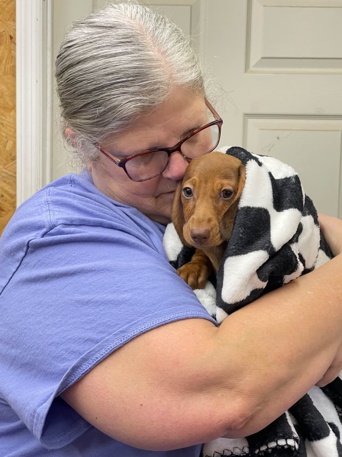 Dachshund Puppies breeder image 17