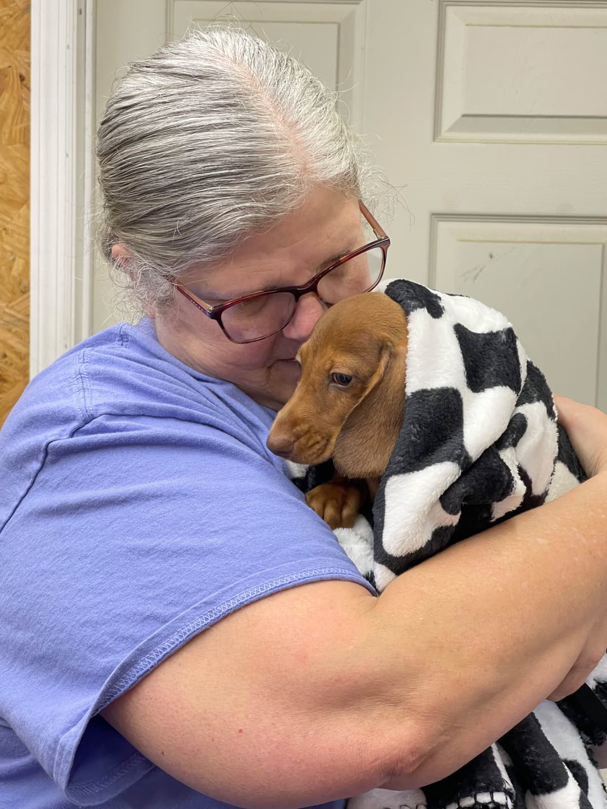 Dachshund Puppies breeder image 19