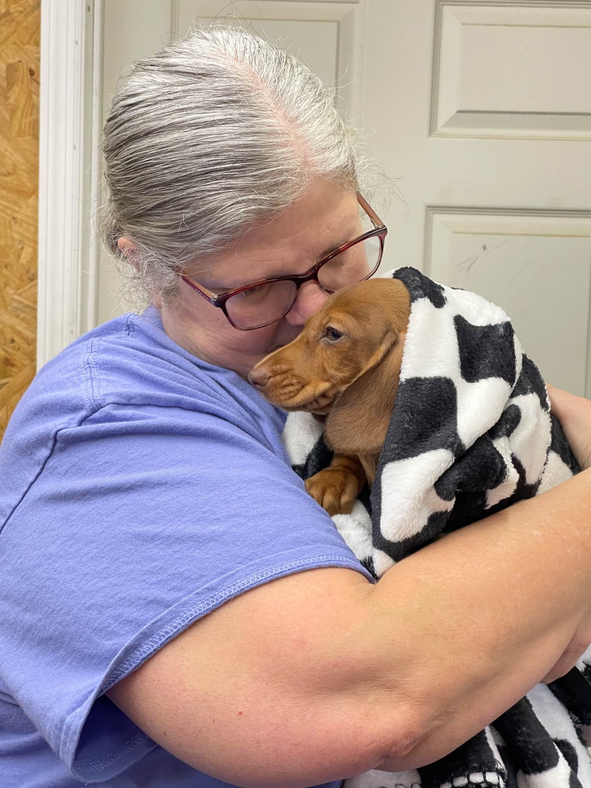 Dachshund Puppies breeder image 20