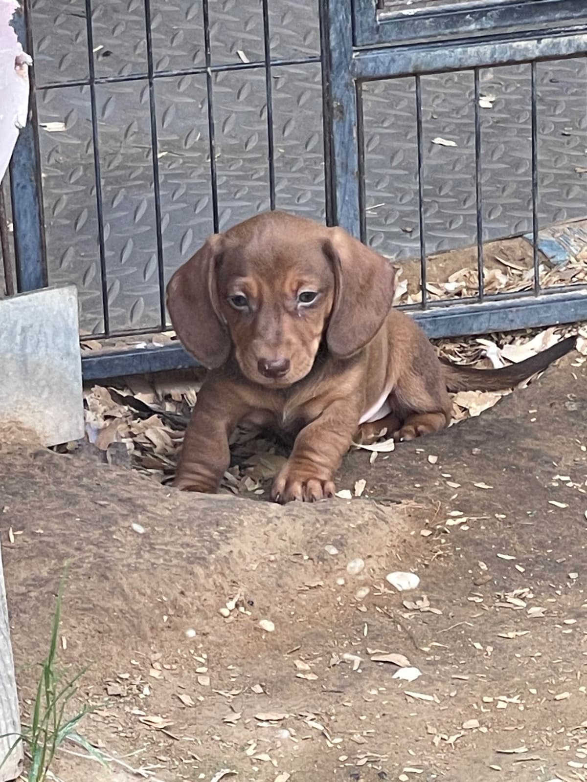 Dachshund Puppies breeder image 21