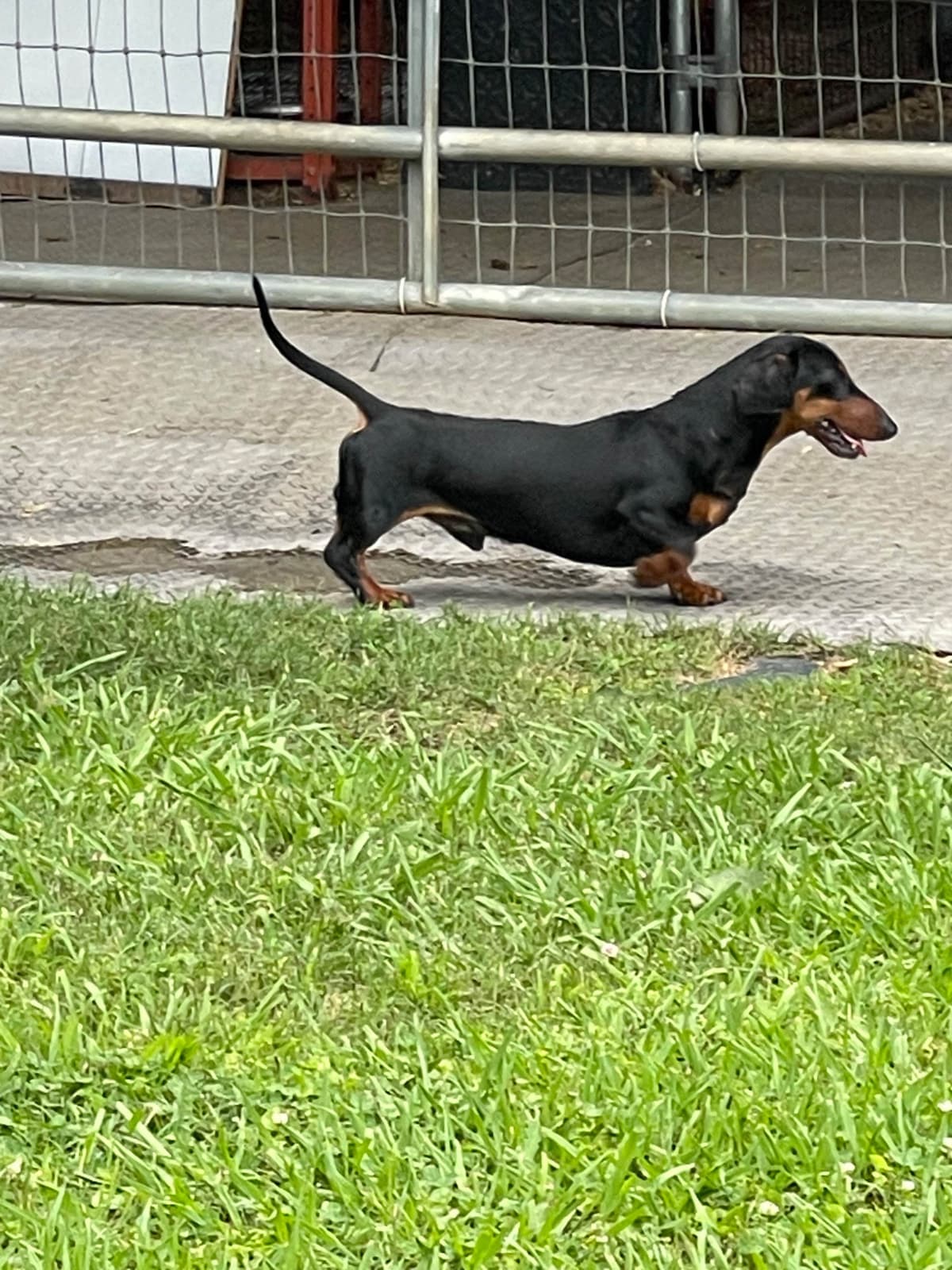 Dachshund Puppies breeder image 22