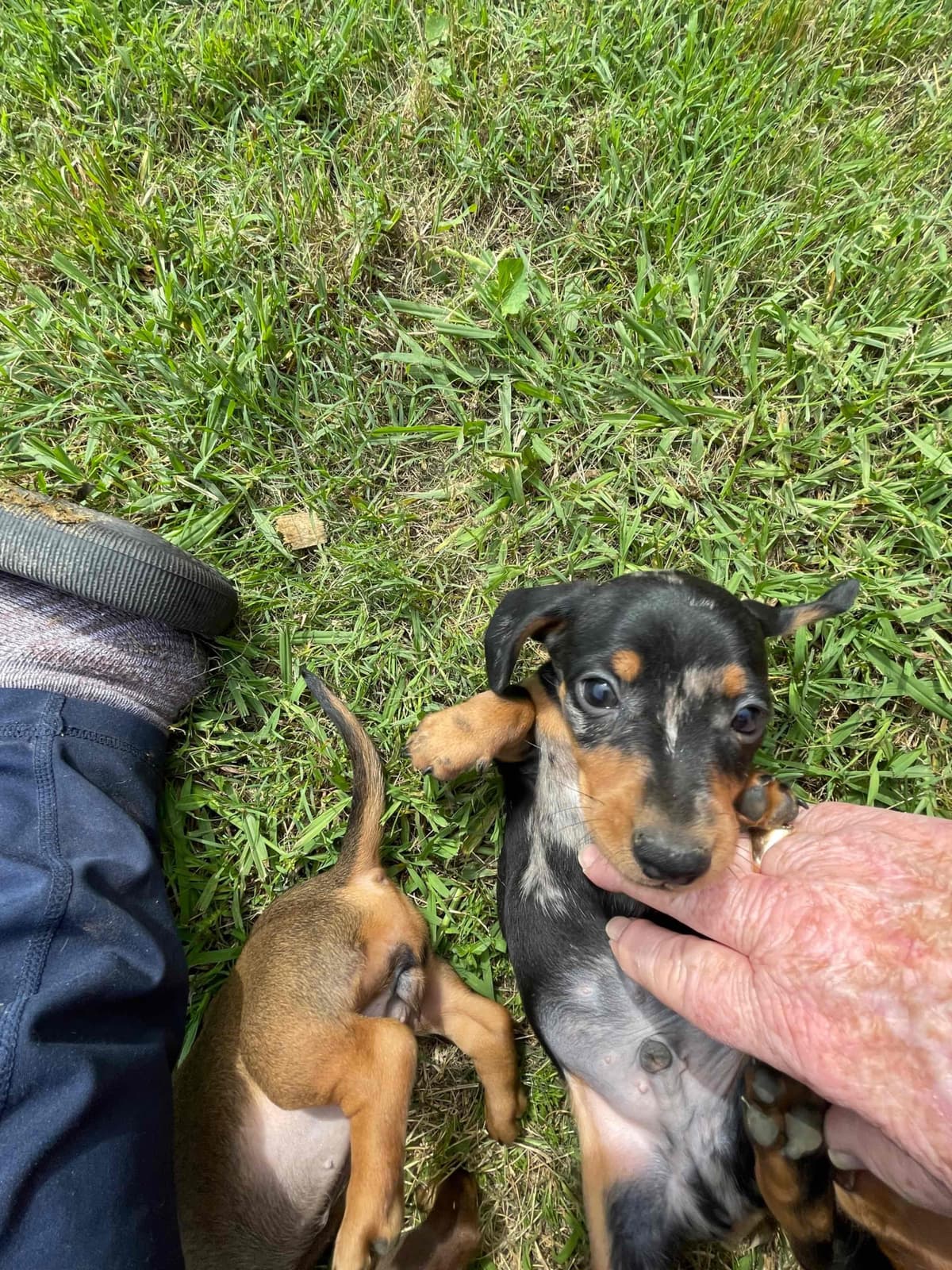 Dachshund Puppies breeder image 23