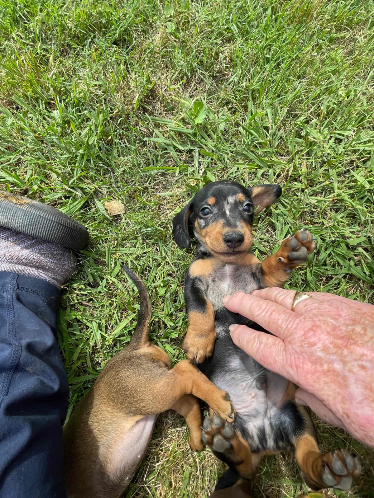 Dachshund Puppies breeder image 24