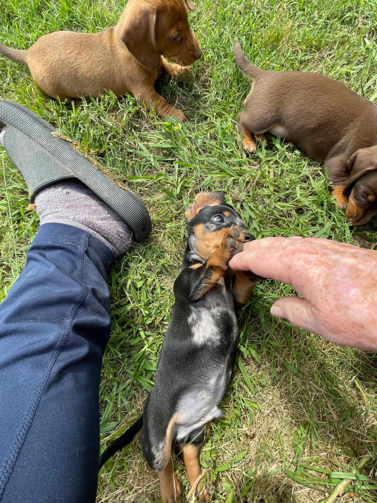 Dachshund Puppies breeder image 25