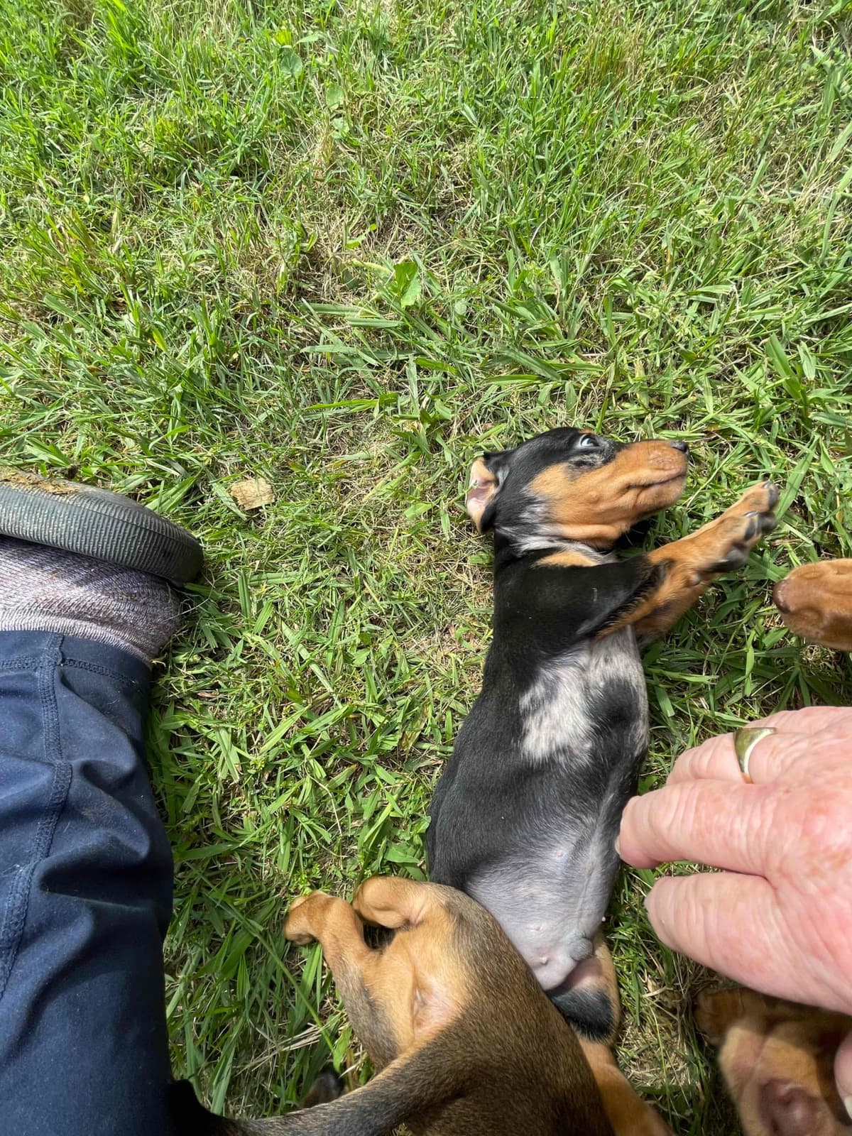 Dachshund Puppies breeder image 26
