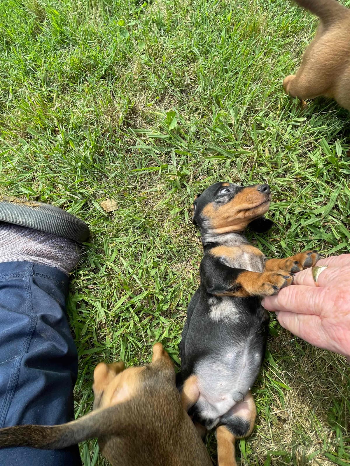 Dachshund Puppies breeder image 27