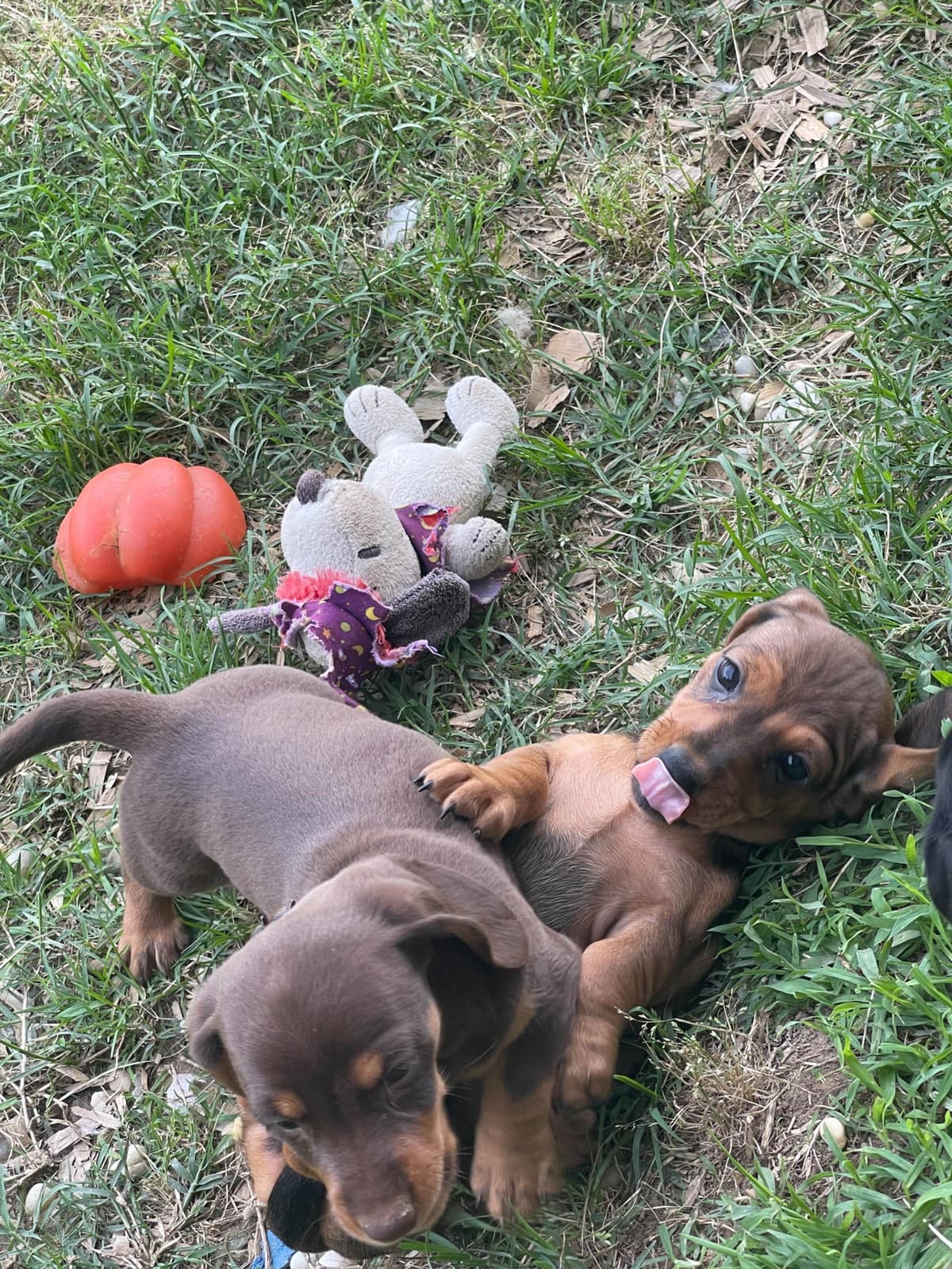 Dachshund Puppies breeder image 28