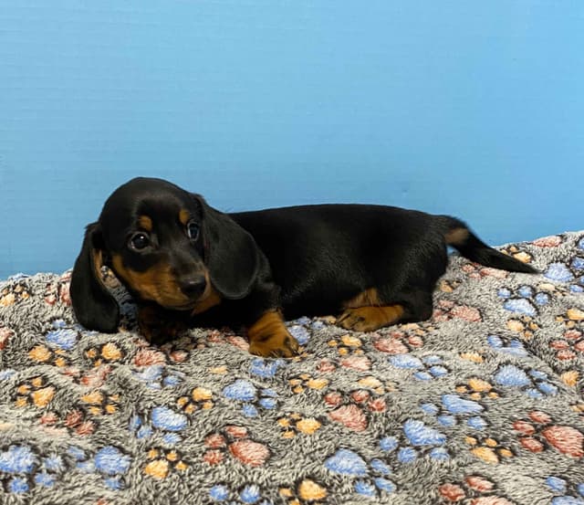 Champion Sired Pups media 2