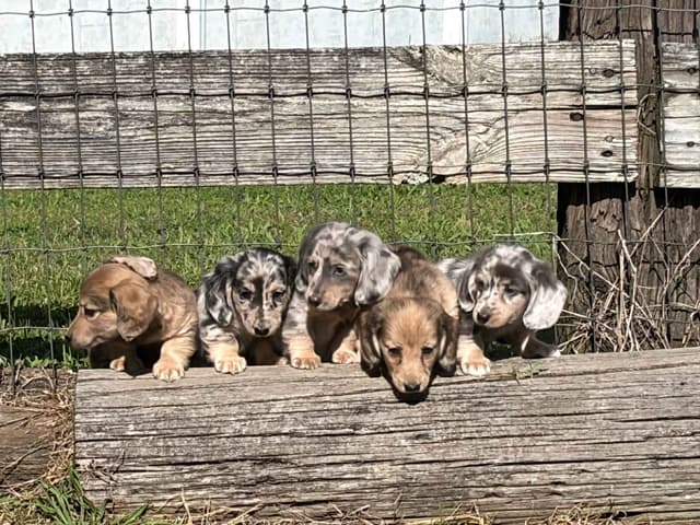 Dapple Dachshund Puppies media 3