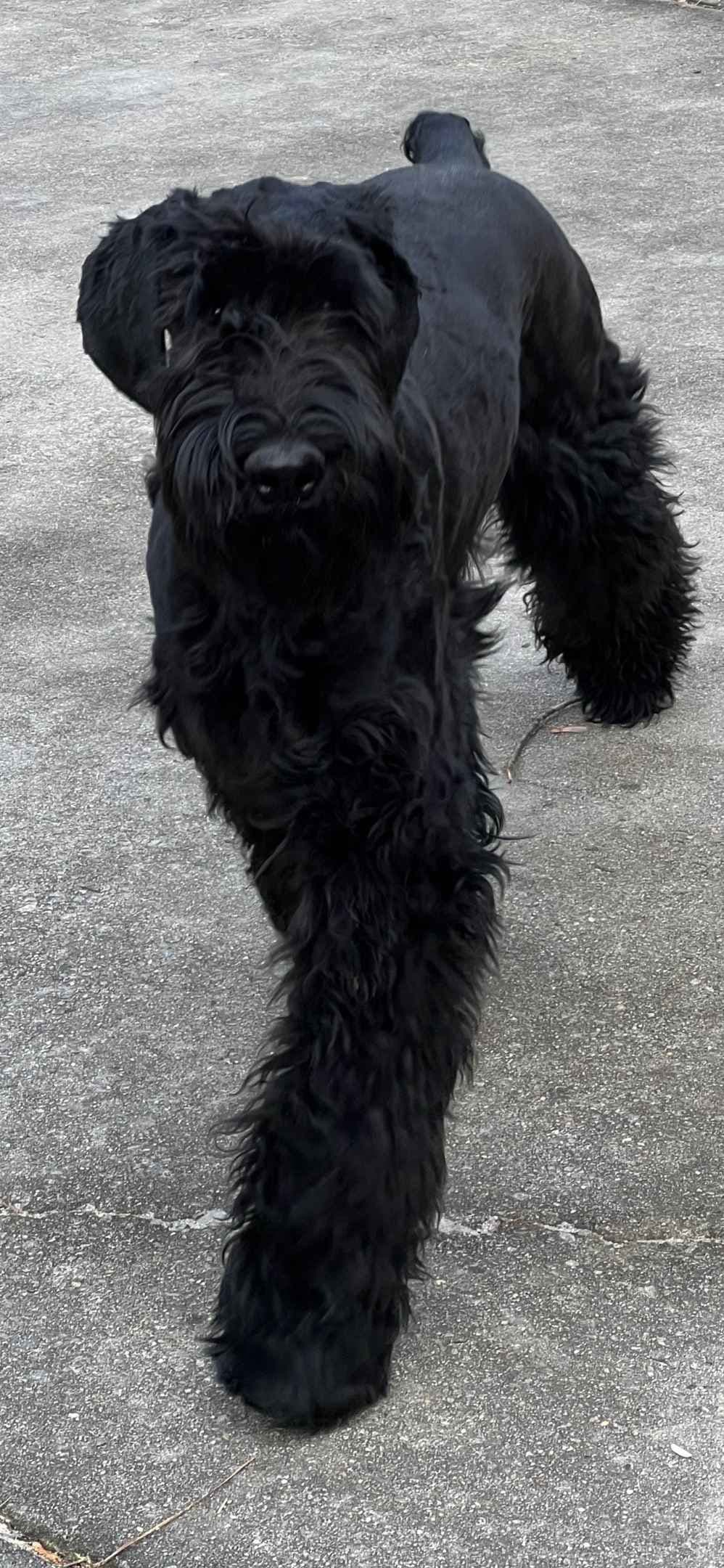 Giant Schnauzer Puppies breeder image 5