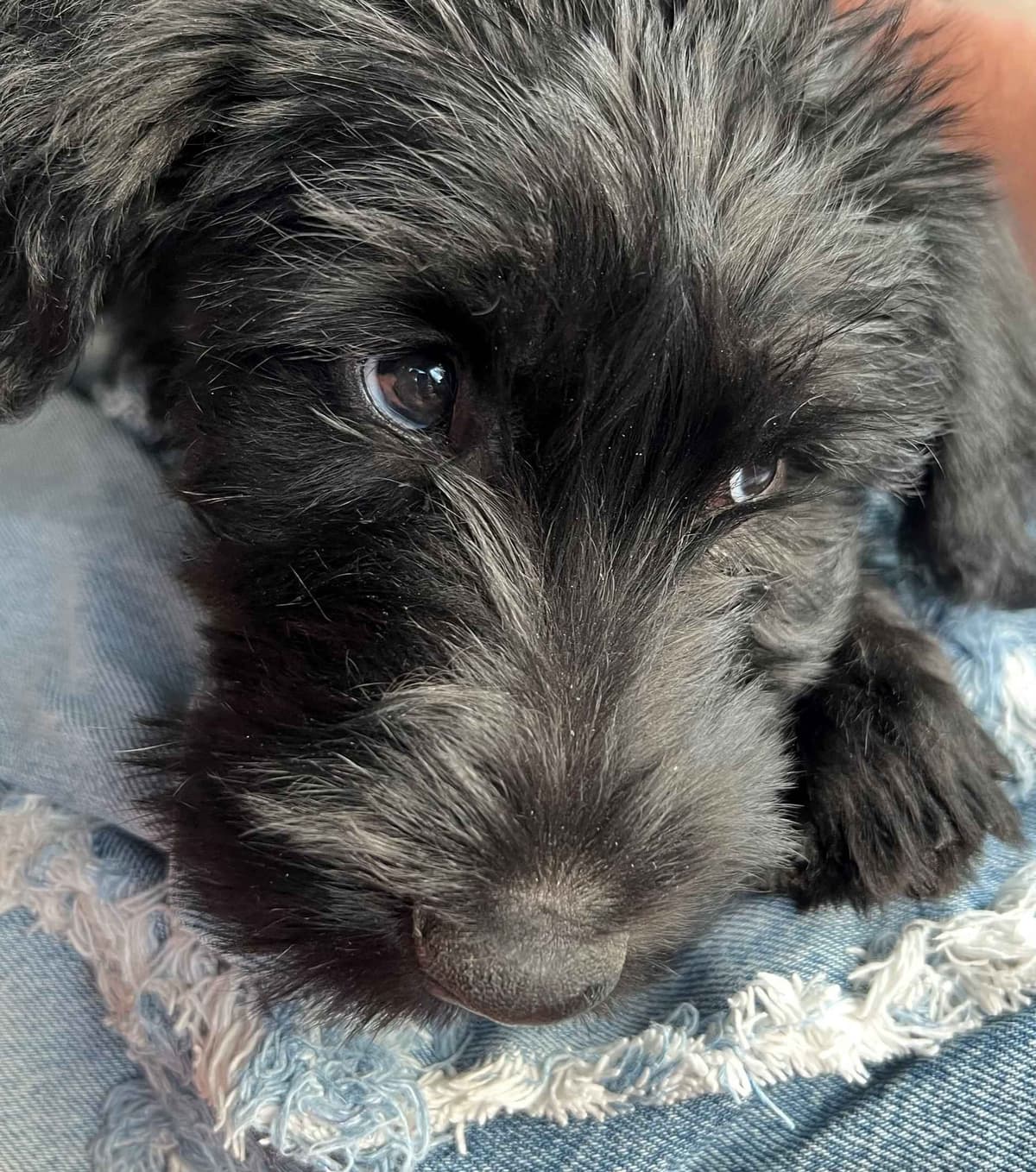 Giant Schnauzer Puppies breeder image 1