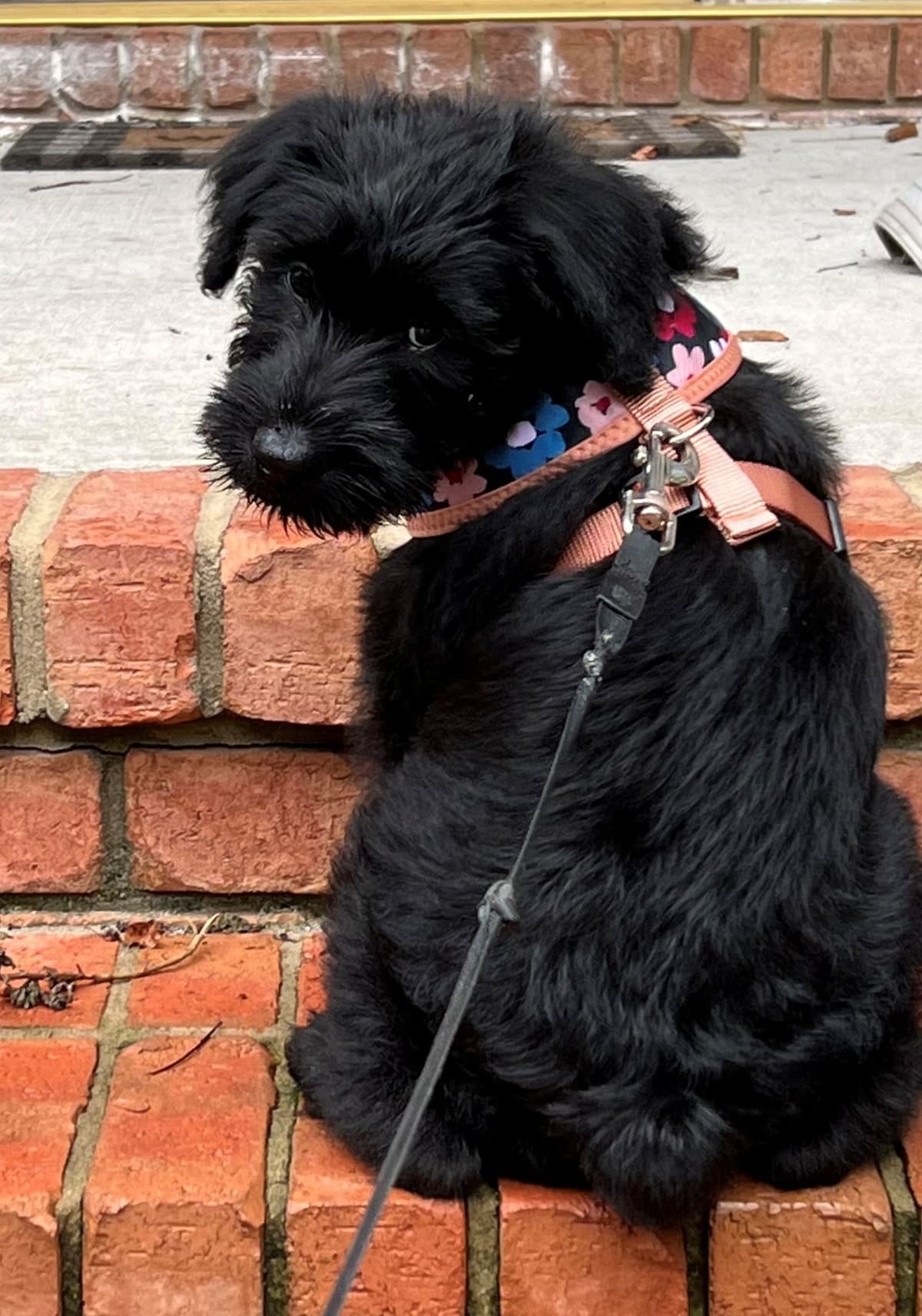 Giant Schnauzer Puppies breeder image 3
