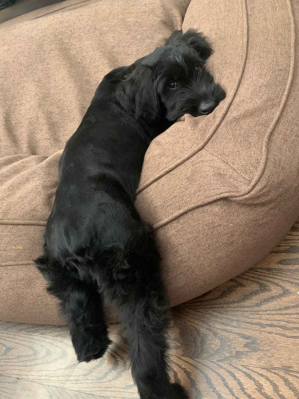Giant Schnauzer Puppies breeder image 6