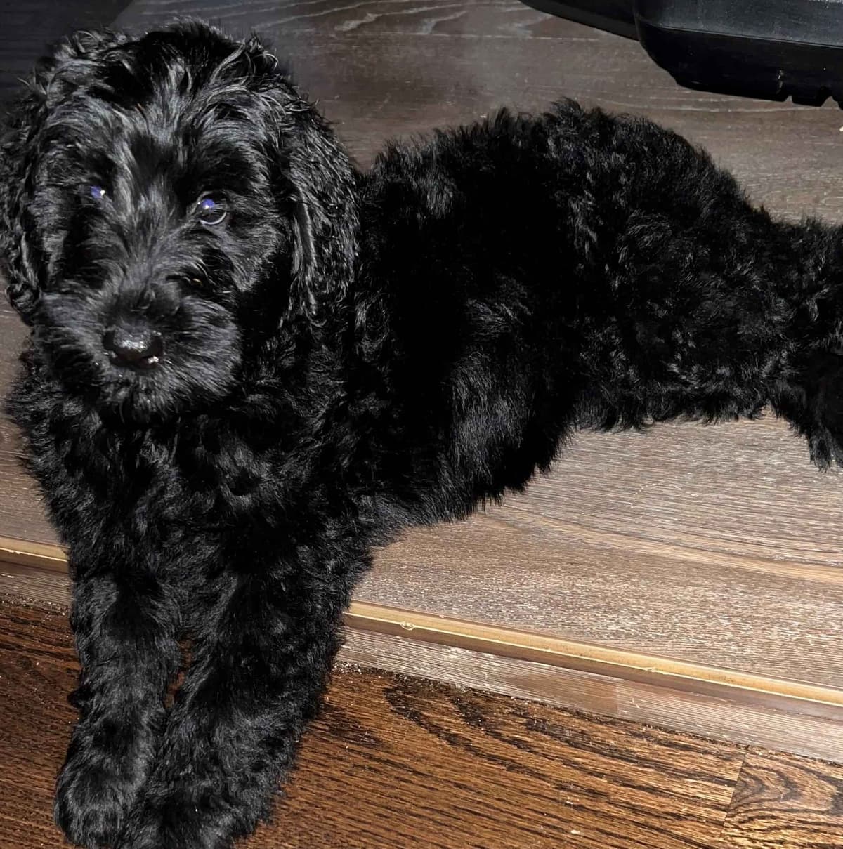 Giant Schnauzer Puppies breeder image 7