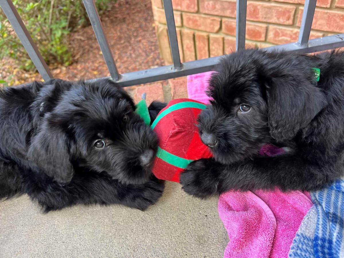 Giant Schnauzer Puppies breeder image 4