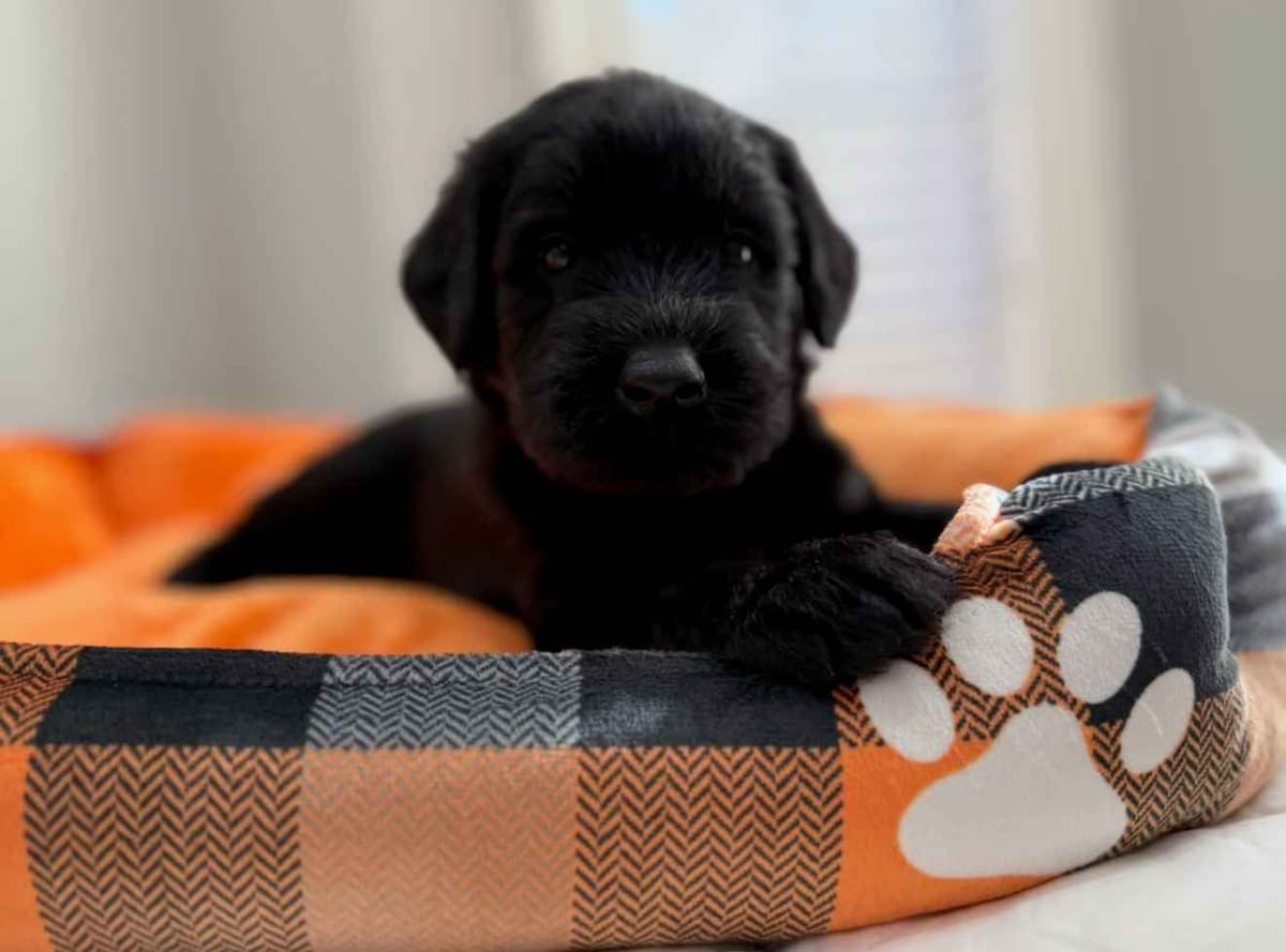 Giant Schnauzer Puppies breeder image 8