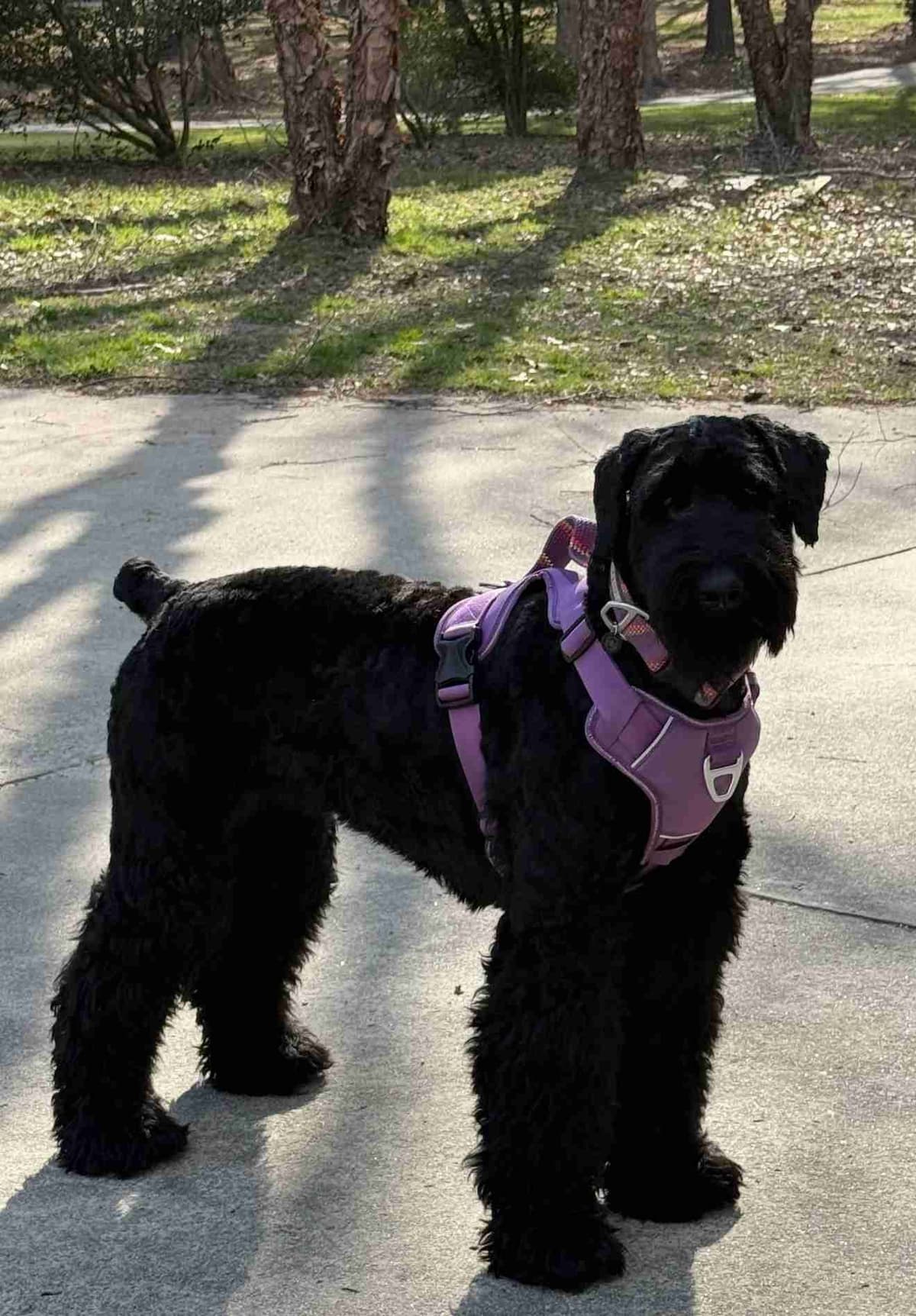 Giant Schnauzer Puppies breeder image 10