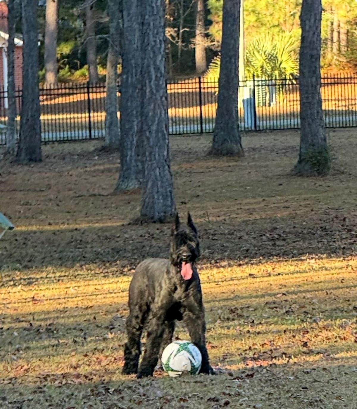 Giant Schnauzer Puppies breeder image 11