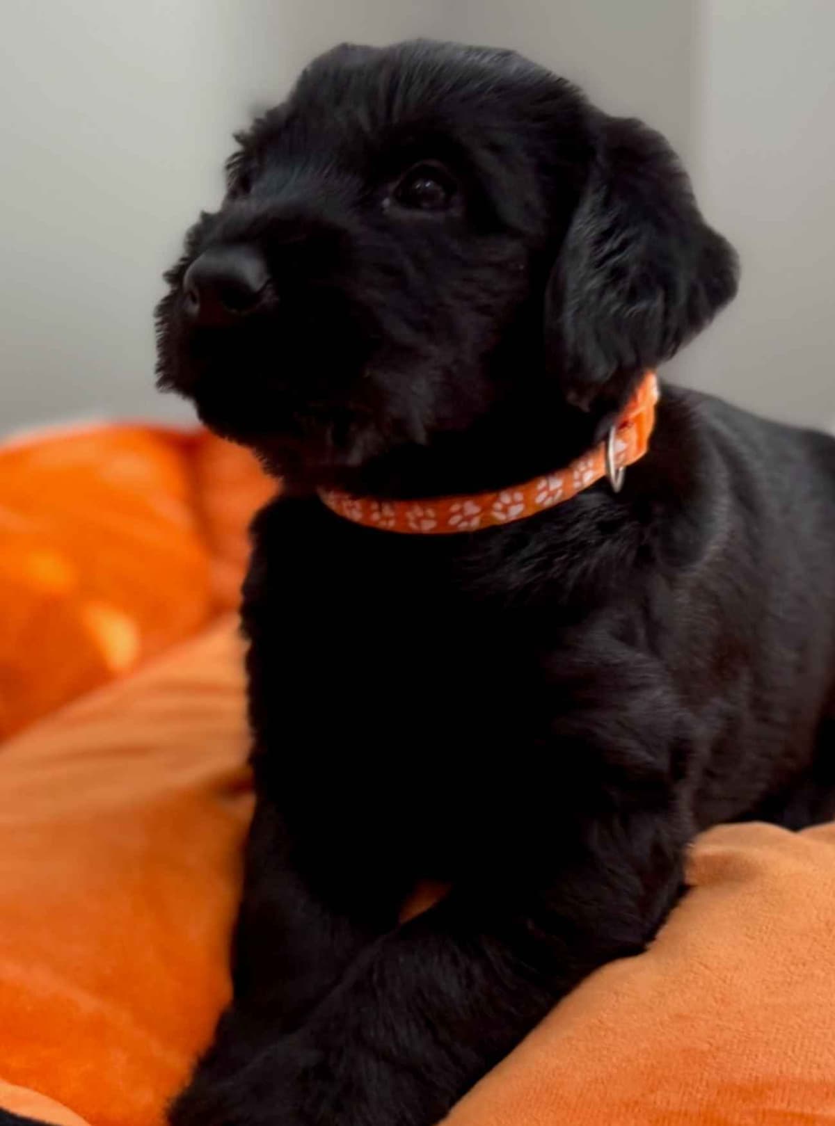 Giant Schnauzer Puppies breeder image 12