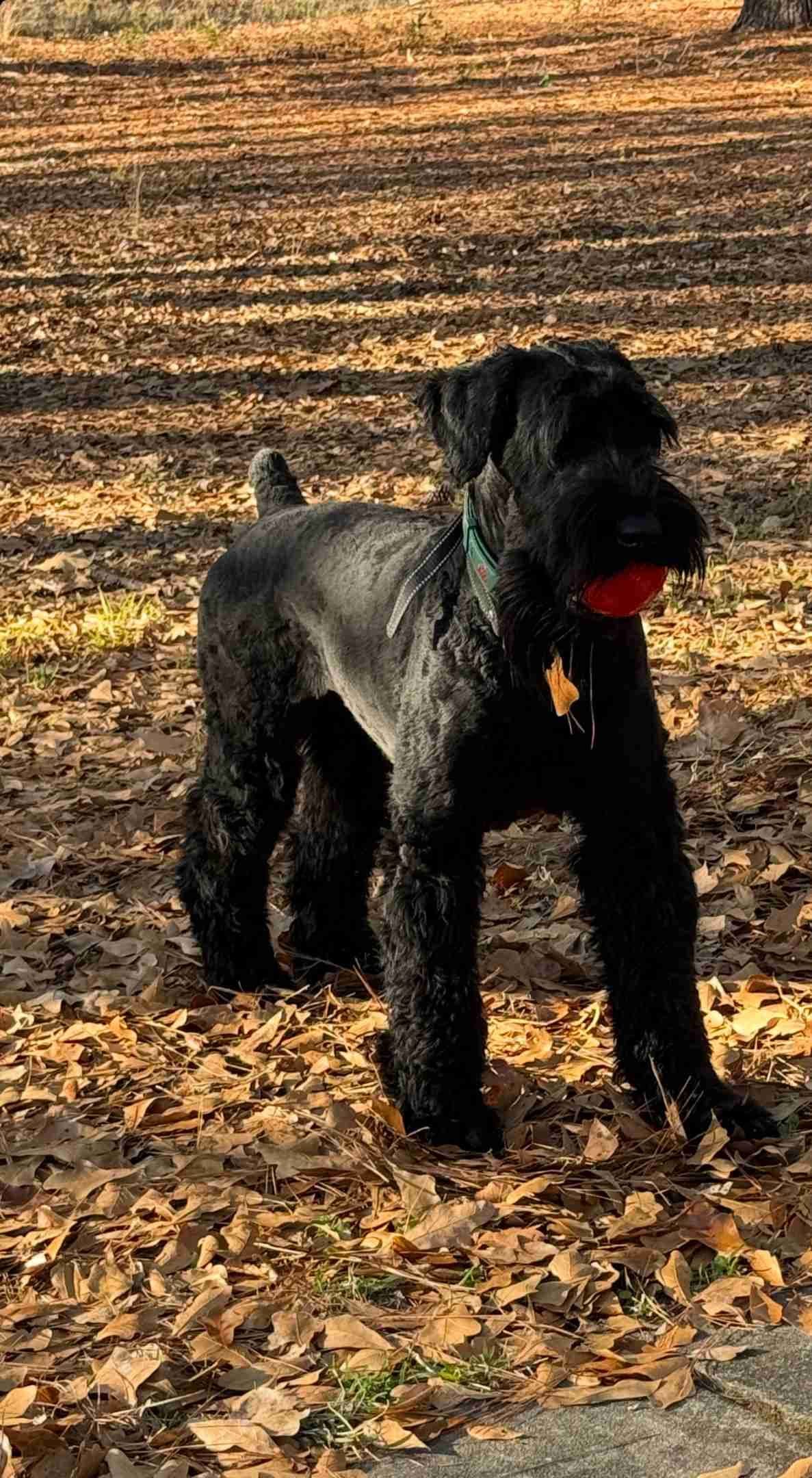 Giant Schnauzer Puppies breeder image 13