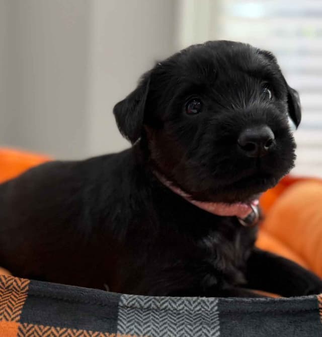 Giant Schnauzer Puppies media 2