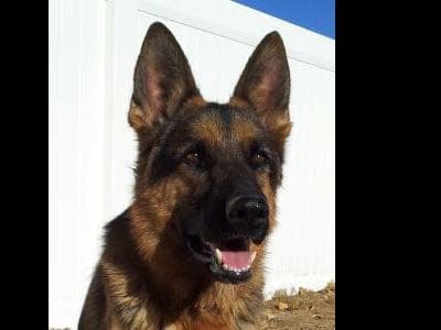 Flair and Storm 909-297-6217 breeder image 2