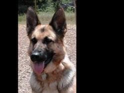 Flair and Storm 909-297-6217 breeder image 3
