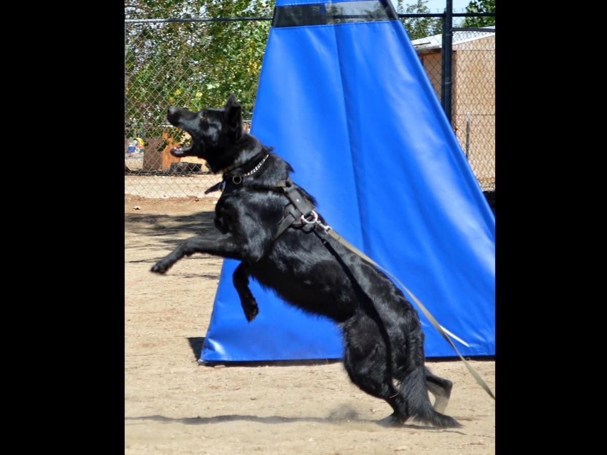 Flair and Storm 909-297-6217 breeder image 5
