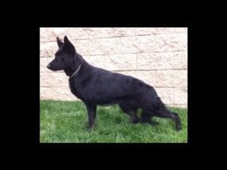 Flair and Storm 909-297-6217 breeder image 6