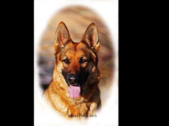 Flair and Storm 909-297-6217 breeder image 7