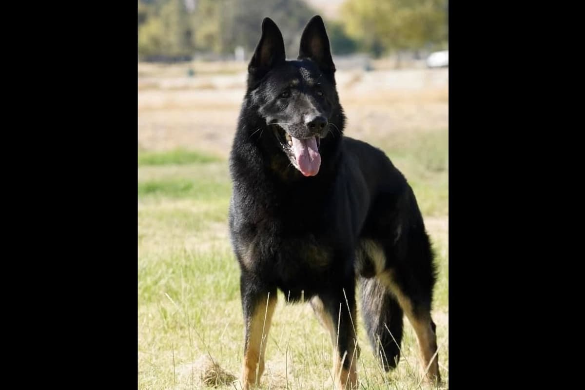 Flair and Storm 909-297-6217 breeder image 8