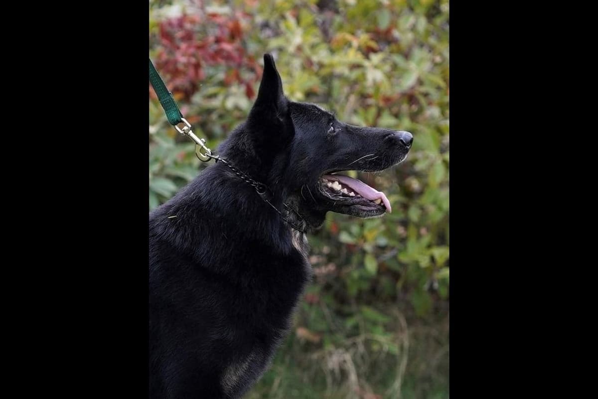 Flair and Storm 909-297-6217 breeder image 9
