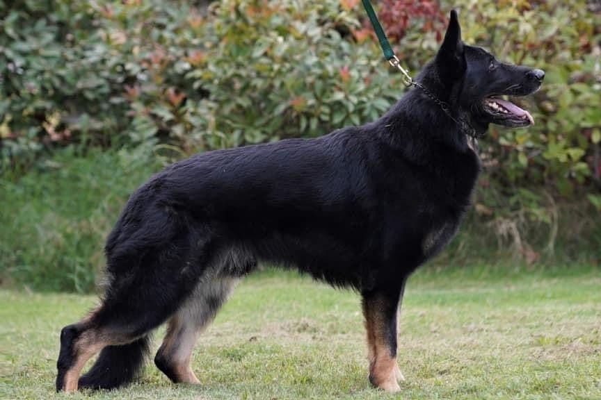 Flair and Storm 909-297-6217 breeder image 10