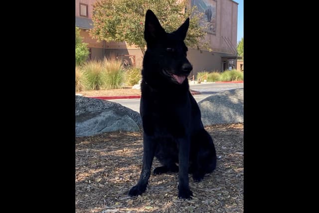Dahlia spayed - DOB 03/12/21  909-297-6217 media 2