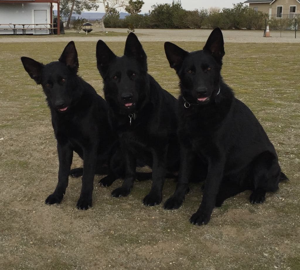 Flair and Storm 909-297-6217 breeder image 27