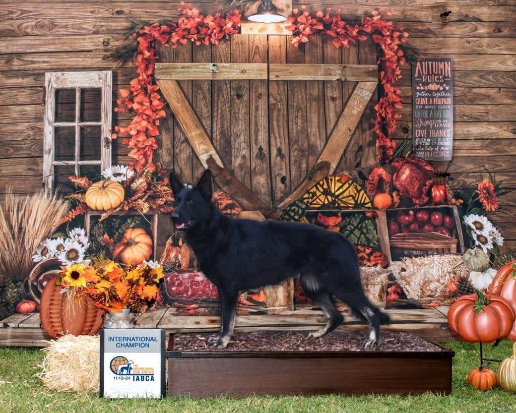 Flair and Storm 909-297-6217 breeder image 25