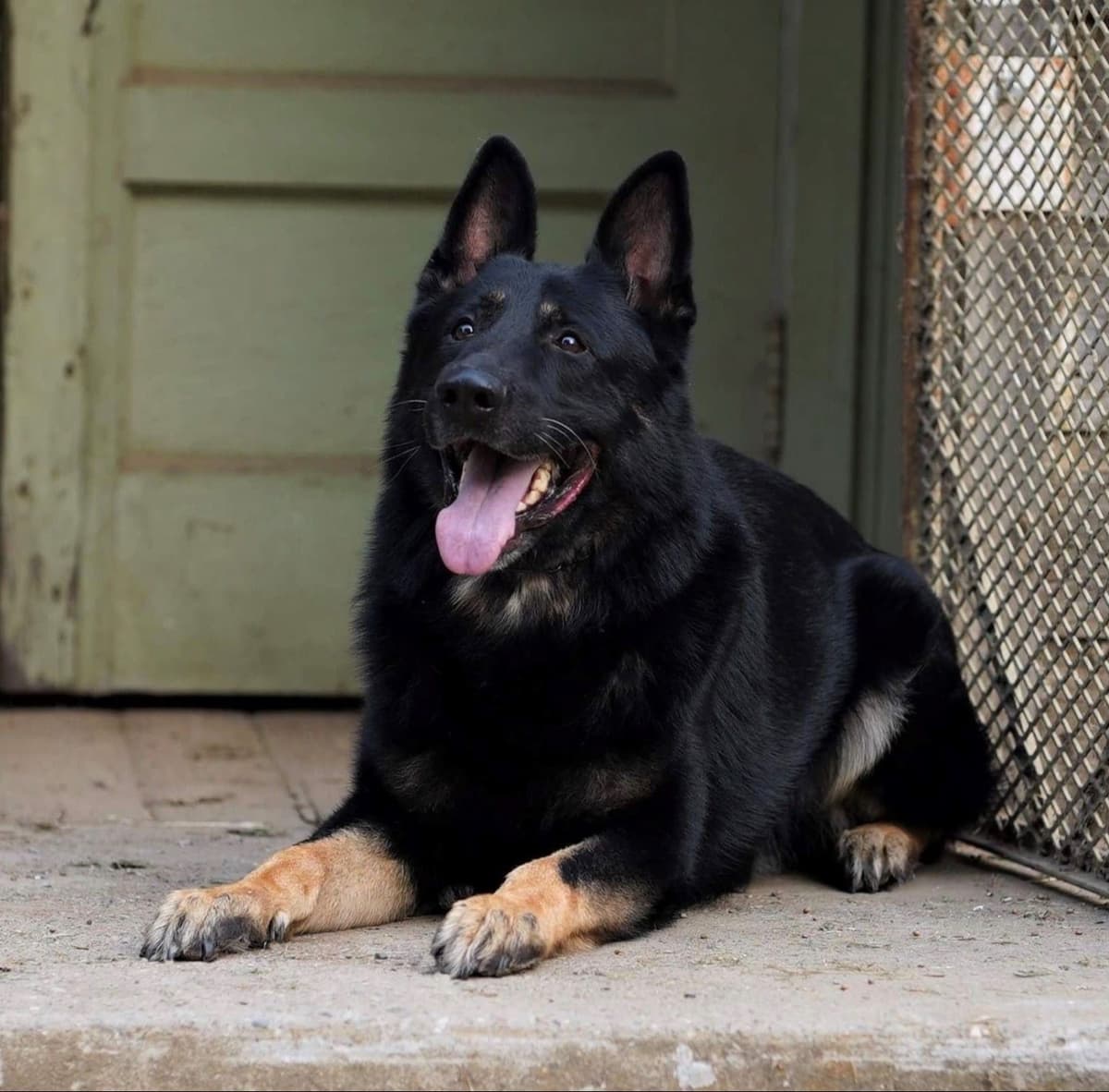 Flair and Storm 909-297-6217 breeder image 26
