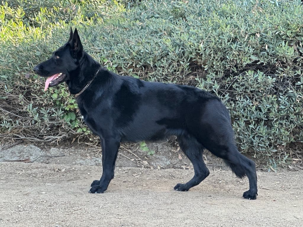 Flair and Storm 909-297-6217 breeder image 28