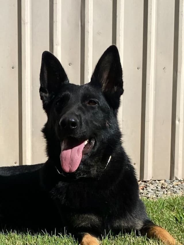 Dahlia spayed - DOB 03/12/21  909-297-6217 media 3