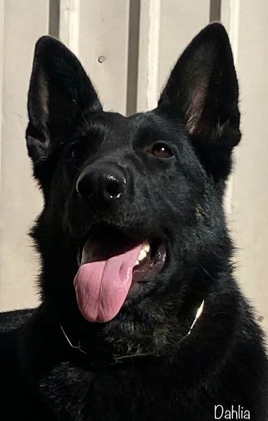 Dahlia spayed - DOB 03/12/21  909-297-6217 media 4