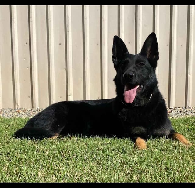 Dahlia spayed - DOB 03/12/21  909-297-6217 media 5
