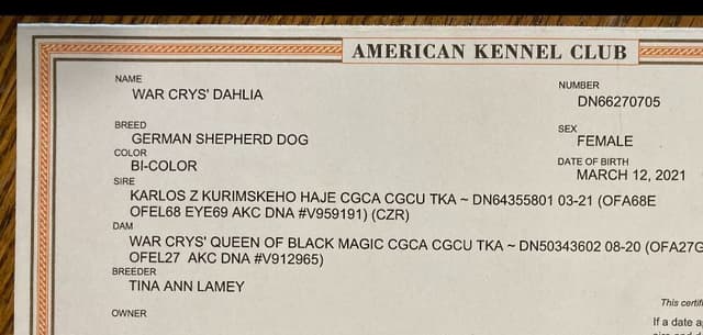 Dahlia spayed - DOB 03/12/21  909-297-6217 media 8