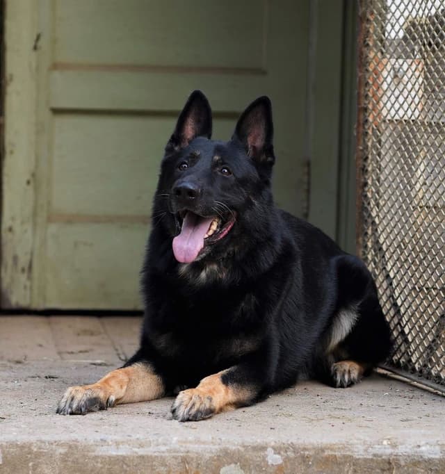 Dahlia spayed - DOB 03/12/21  909-297-6217 media 13