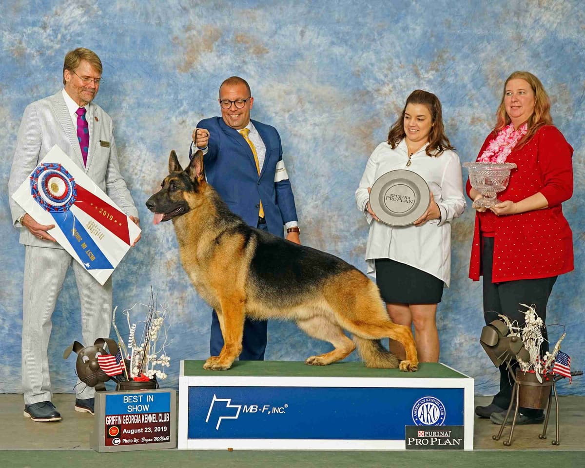 German Shepherd Dog Puppies breeder image 1