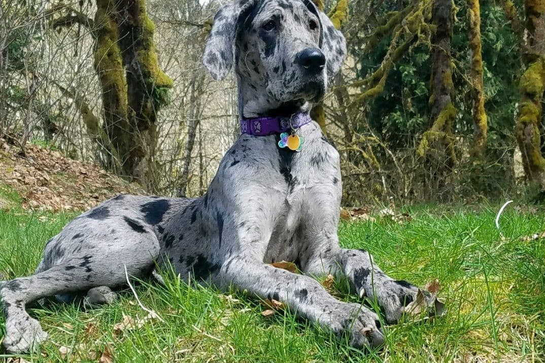 Great Dane Puppies Euro Lineage breeder image 1